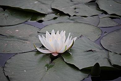 凯文·里安将成为《饿狼传说：狼之城》参战角色